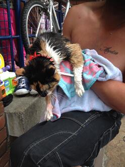 Cat_rescue