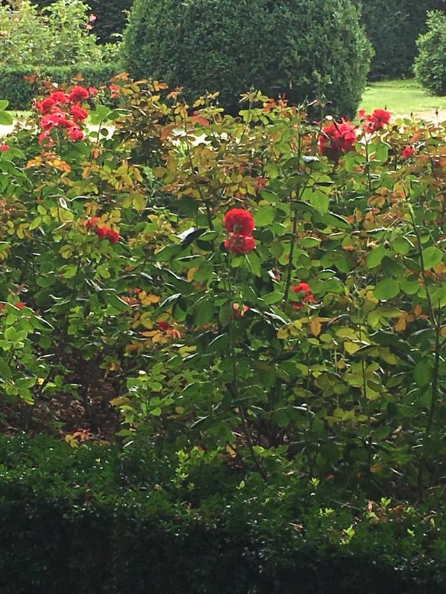 Rose Garden in park adjacent to bunker Rose Garden in park adjacent to bunker
