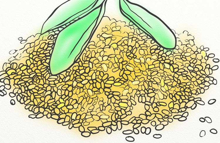 Beans soup for fitness Beans soup for fitness
